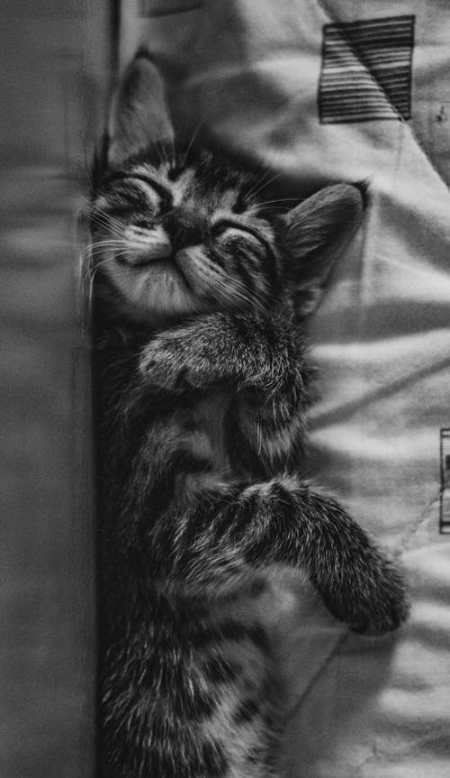 Free Tabby Kitten Sleeping Stock Photo