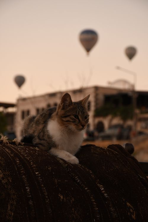 Free A serene cat rests on a rug as hot air balloons float in the evening sky in Türkiye, creating a warm and tranquil scene. Stock Photo