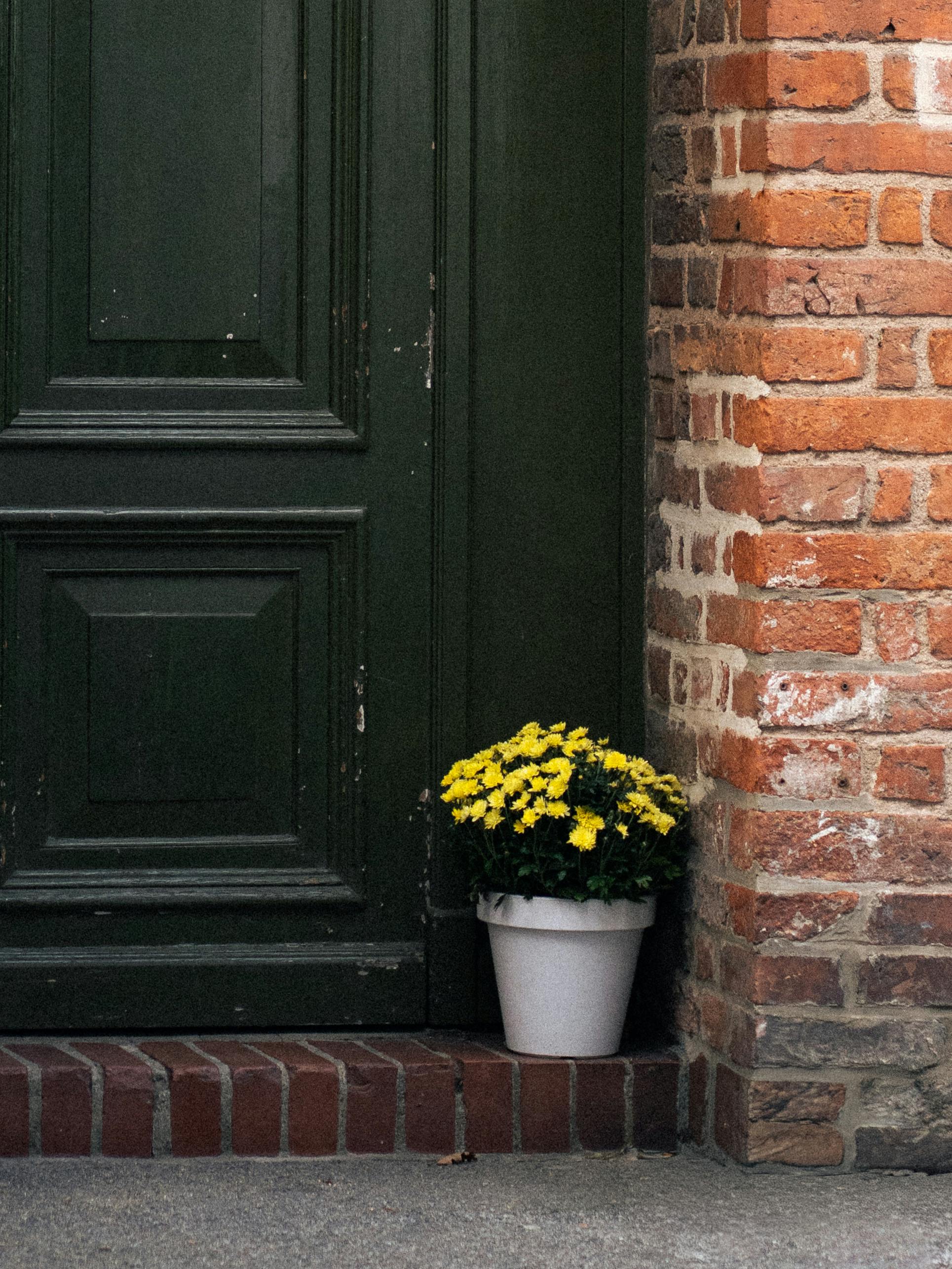 Gratuit Flori galbene într-un ghiveci alb, așezate lângă o ușă verde și un zid de cărămidă. Fotografie de stoc
