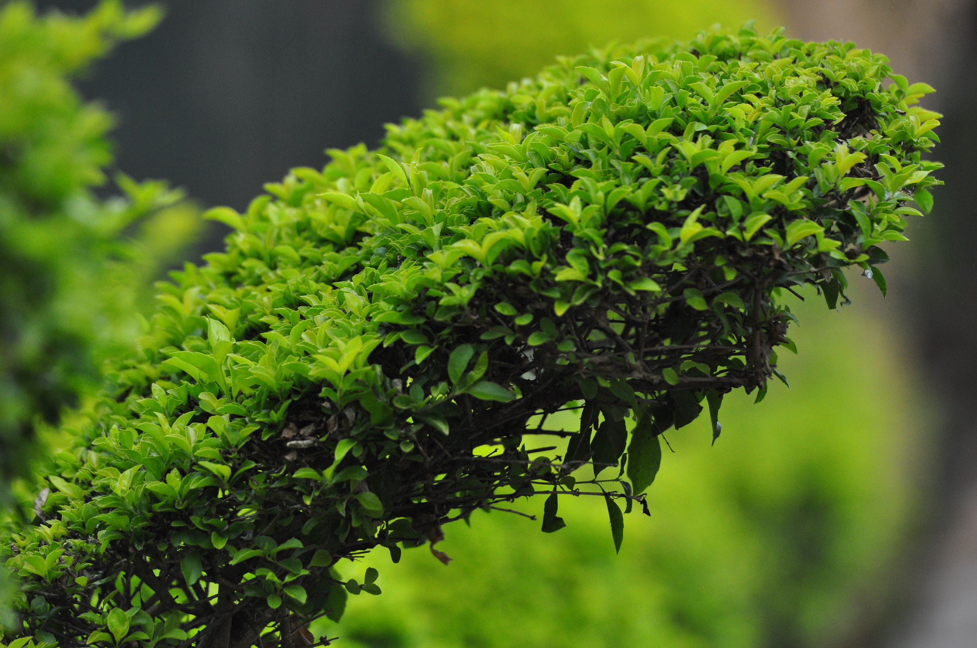 Gratuit Gros plan d'une haie verte vibrante avec un feuillage dense dans un cadre extérieur. Photos
