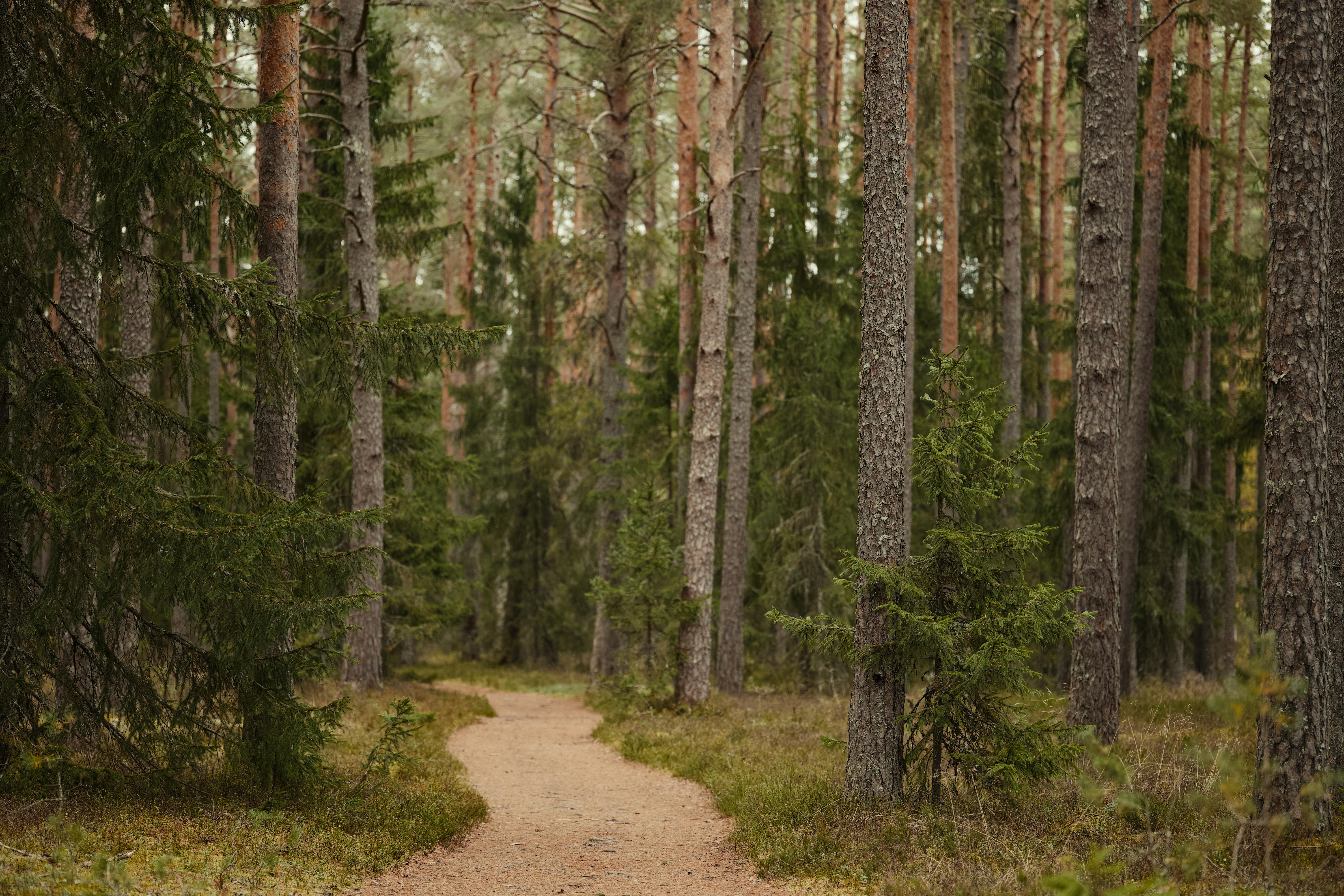 Healthspan White Paper: The Data-Driven Path to Longevity — Photo by Lauri Poldre on Pexels