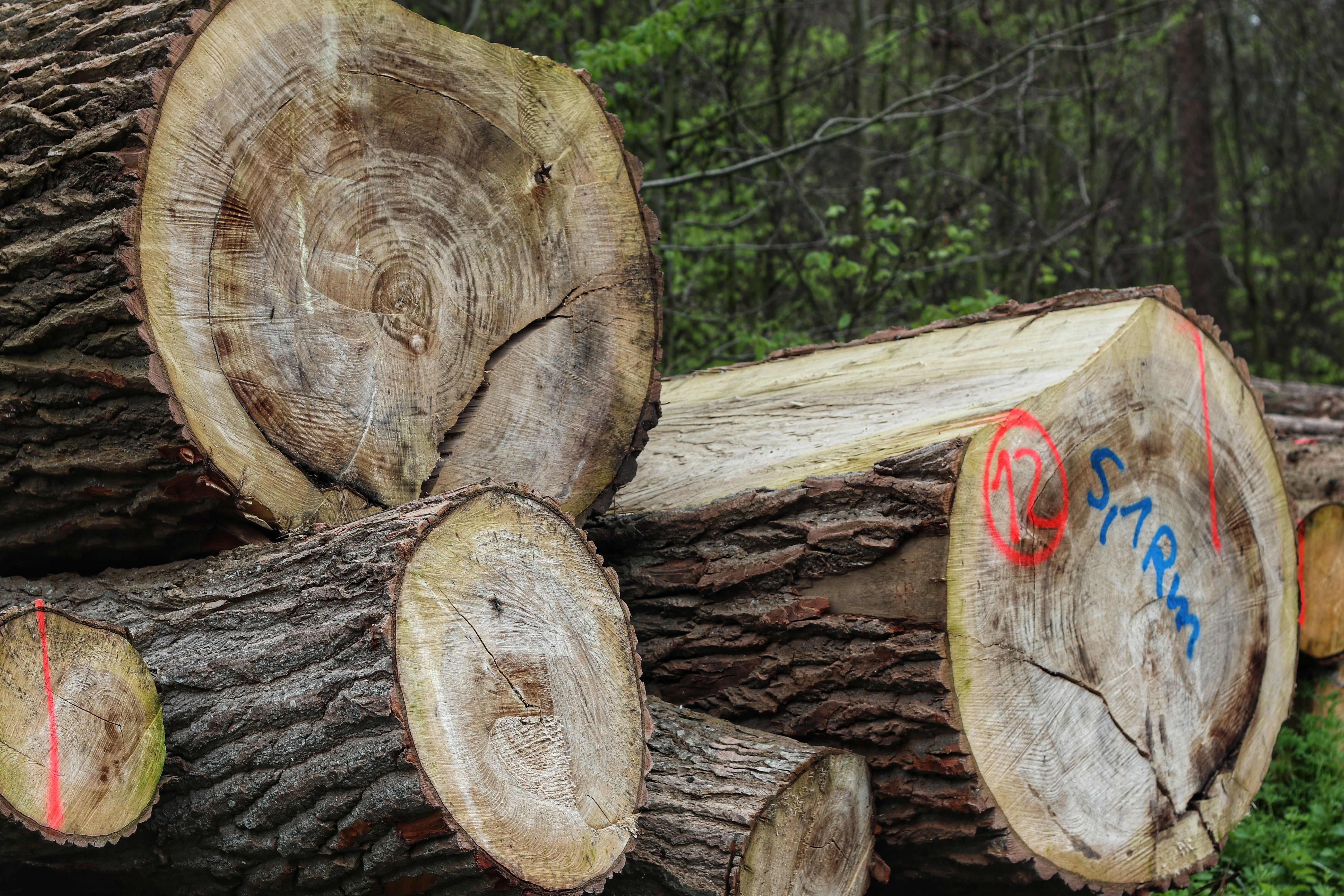 Close-up of Stacked Cut Logs in a Forest · Free Stock Photo