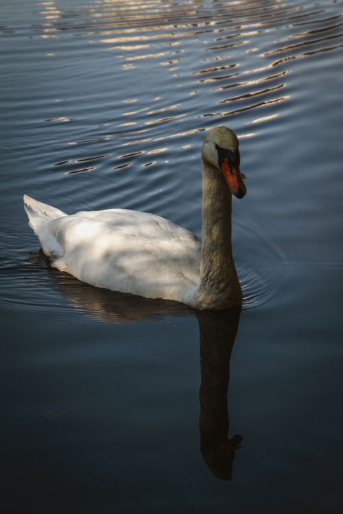 Free A majestic swan gracefully glides across peaceful water reflecting its elegant form. Stock Photo