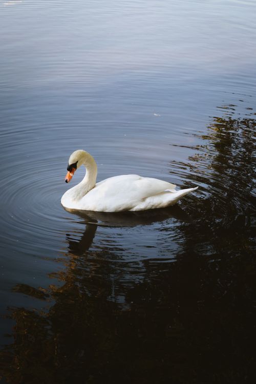 Free Captivating image of a white swan gracefully swimming on a calm lake. Stock Photo