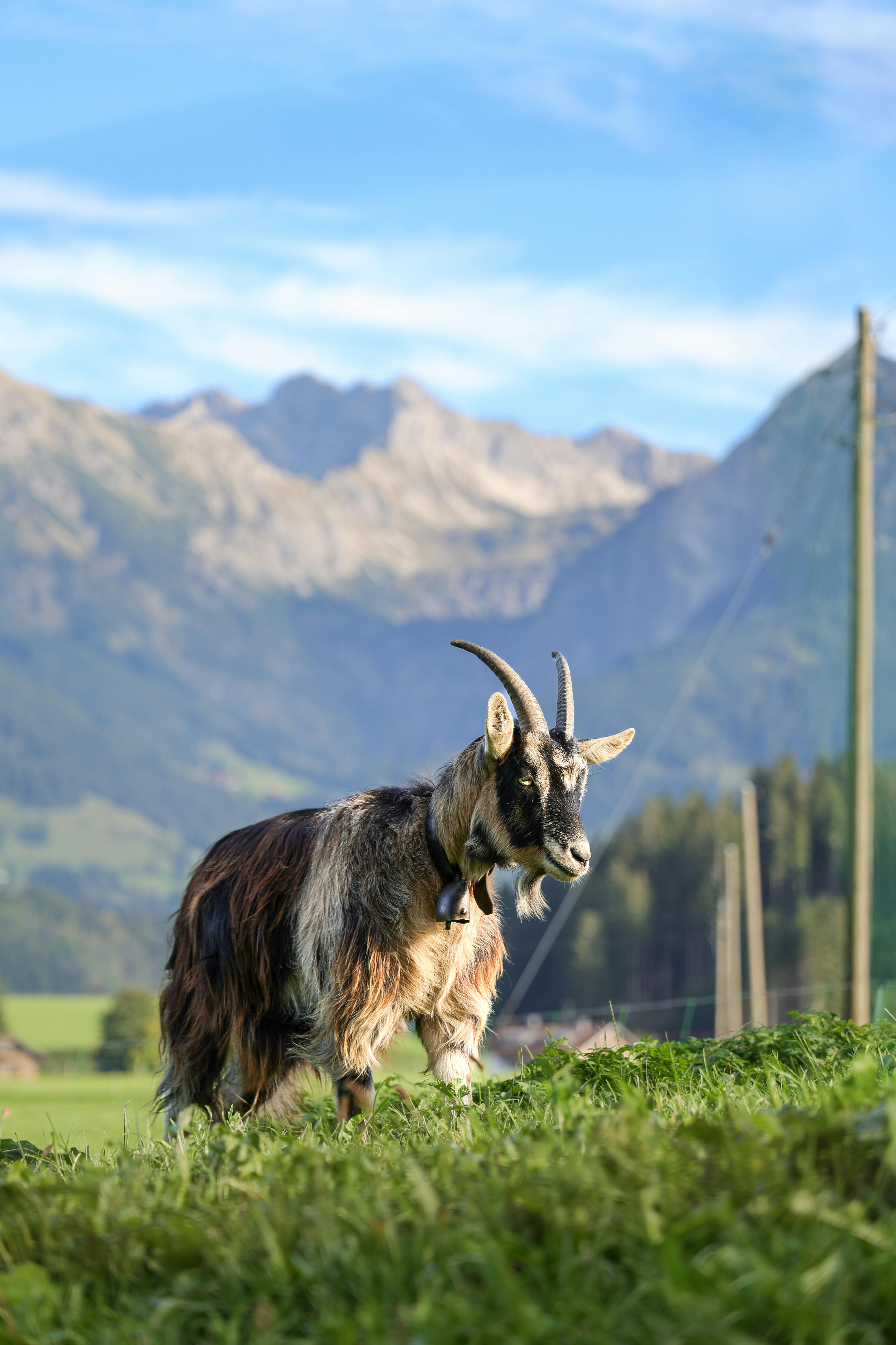 grátis Foto profissional grátis de agricultura, Alemanha, allgã¤u Foto profissional