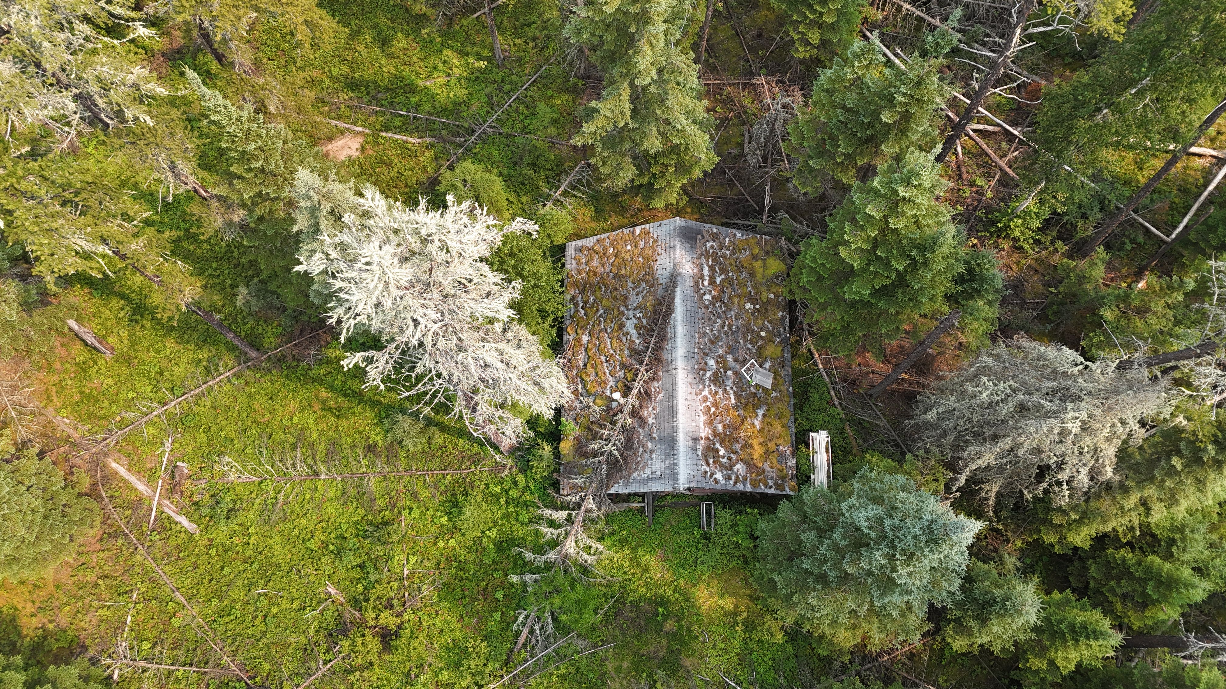 Spectacular Mont-Tremblant Helicopter Tours Review: Soaring Above Quebec's Most Stunning Mountain Resort Review 2026 - Drone shot of a moss-covered cabin amidst dense Ontario forest, showcasing the beauty of nature.