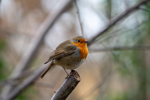 Free Close-up of a European robin with distinctive red breast perched in a wintry setting. Stock Photo