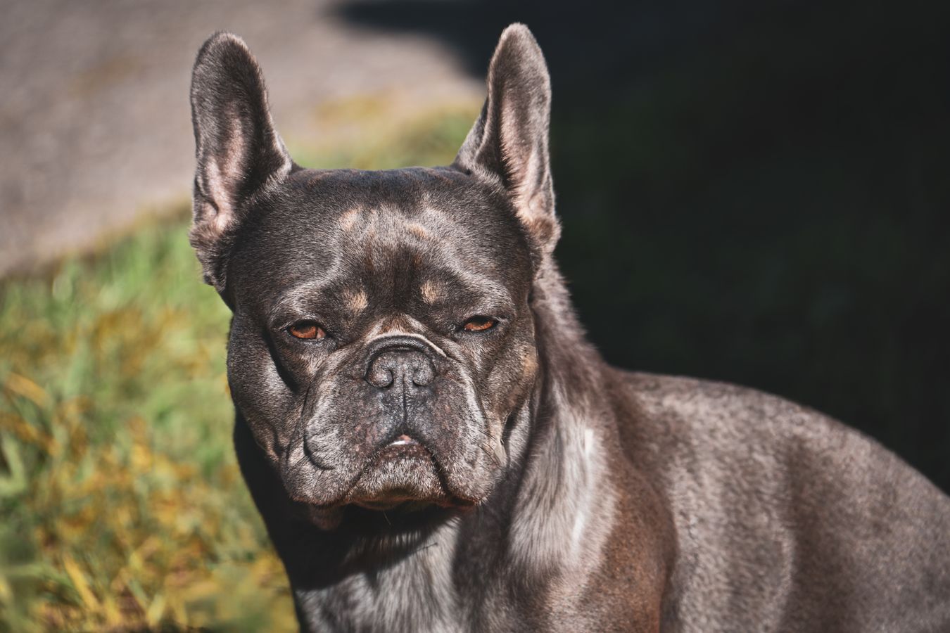 Gerçek French Bulldog köpeği portresi