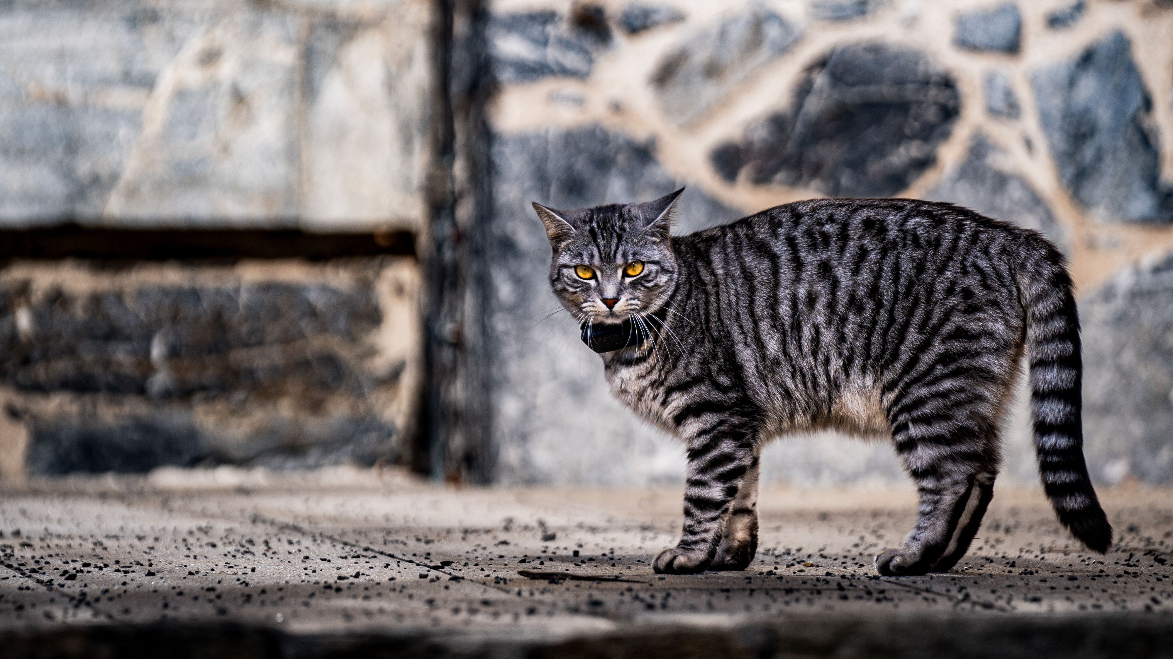 Top 5 Cat GPS Trackers Without Monthly Fees in the UK