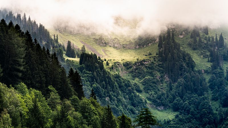 One trail, sunrise to fog