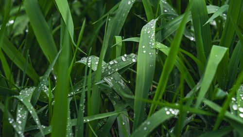 Free Fresh morning dew on vibrant green grass blades creating a refreshing nature scene. Stock Photo