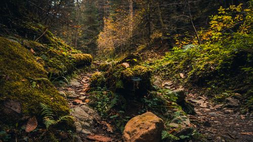Free Discover a tranquil moss-covered forest path in autumn, surrounded by vibrant foliage. Stock Photo