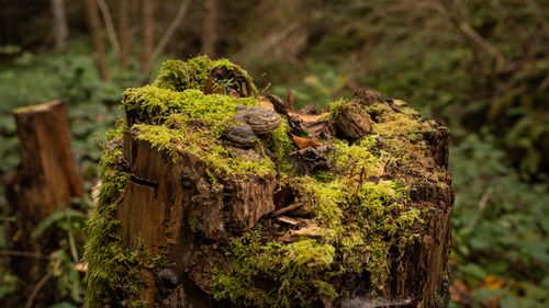 Free A moss-covered tree stump with fungi in a serene forest environment. Stock Photo