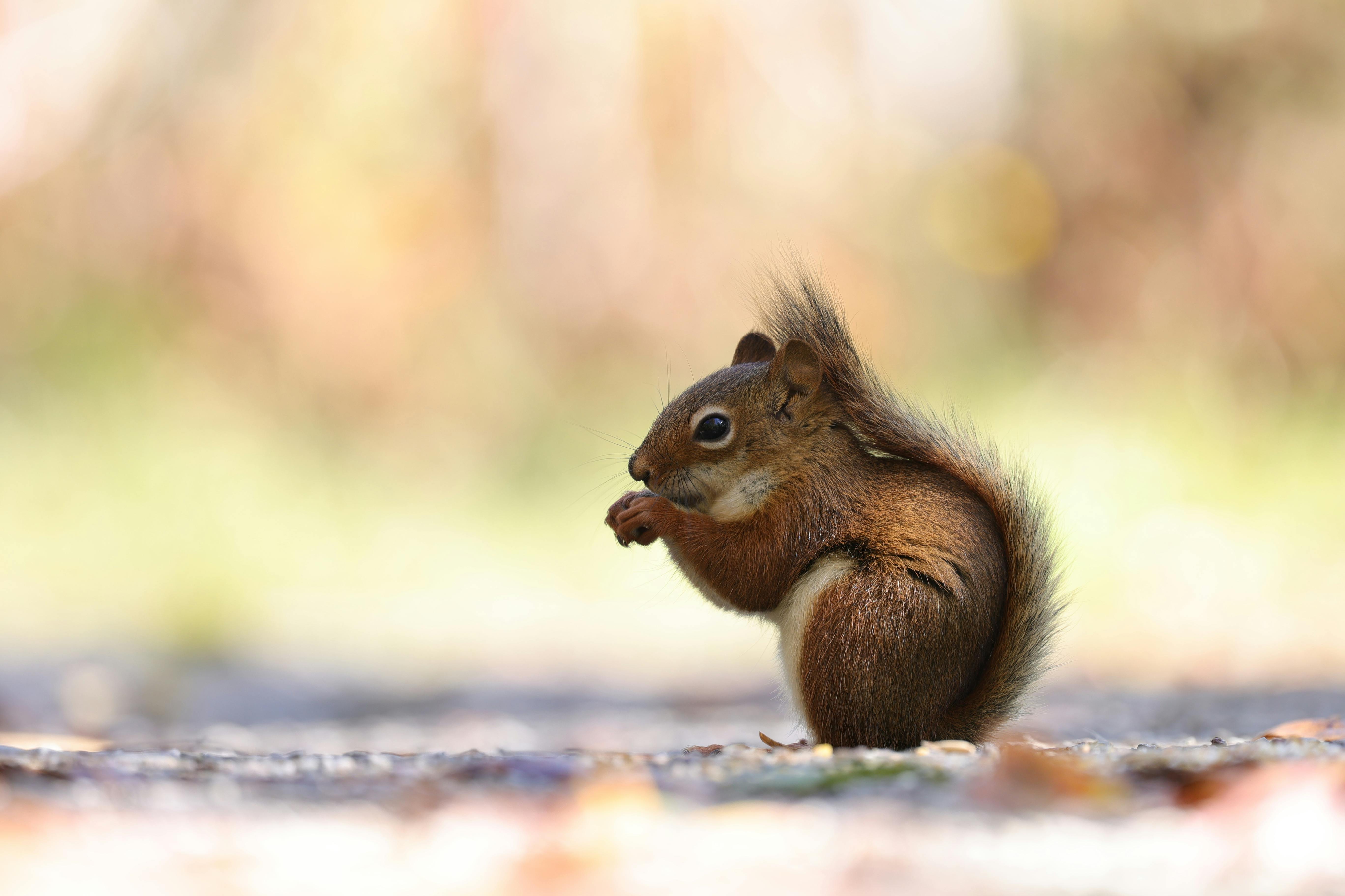 Close-up of a Red Squirrel in Natural Habitat · Free Stock Photo, image size:5472x3648