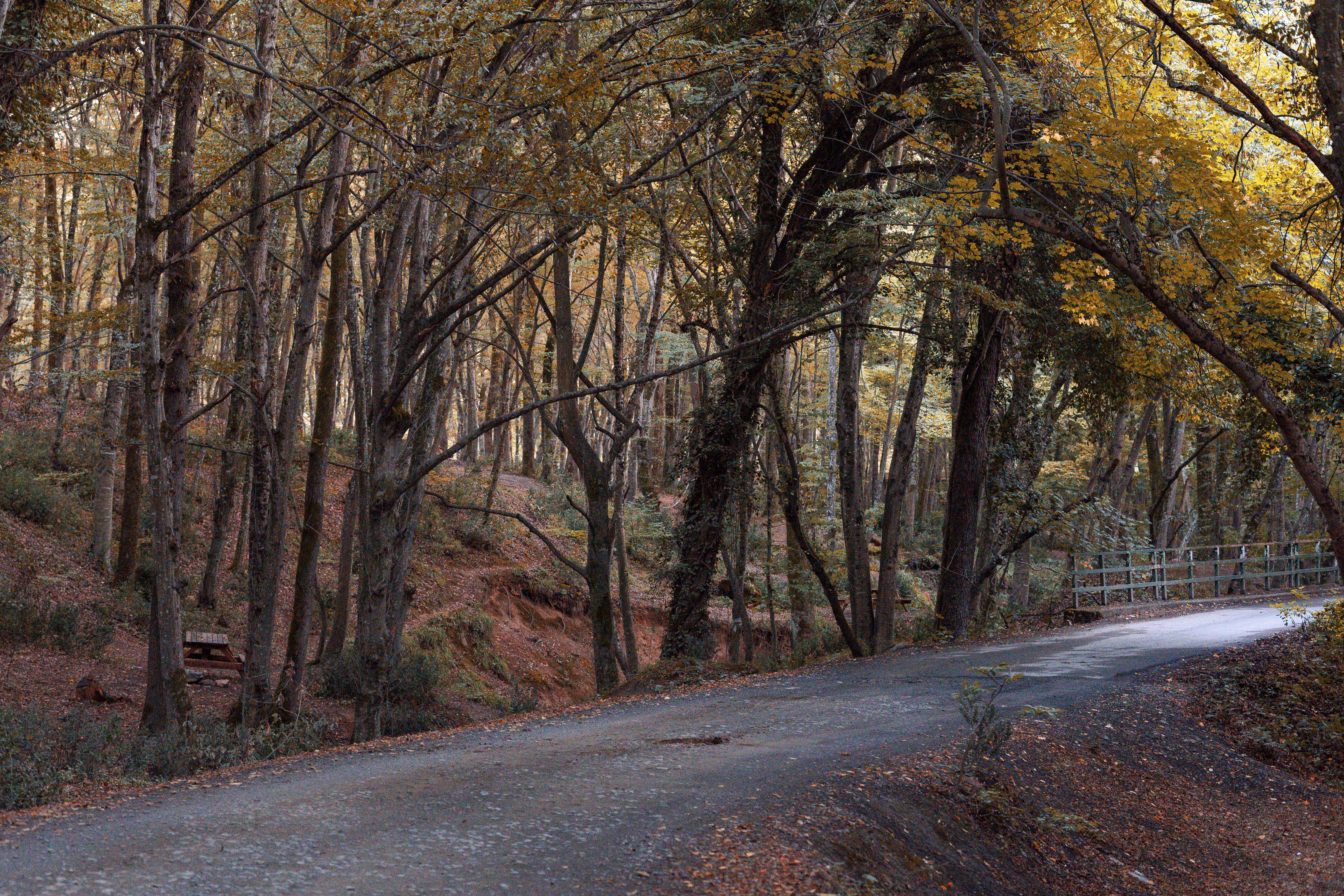 Serene Autumn Forest Path in İstanbul · Free Stock Photo