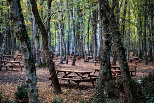 Free A tranquil autumn forest scene with scattered picnic tables in Istanbul, Turkey. Stock Photo