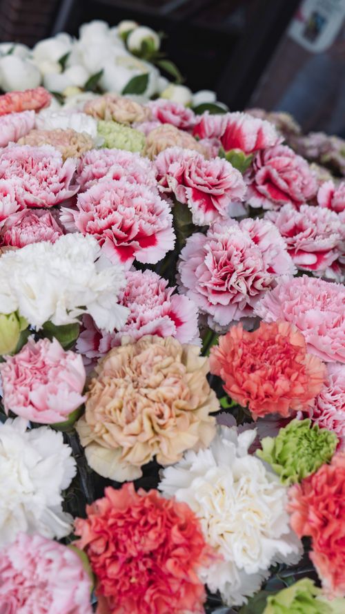 Free Colorful bouquet of carnations in delicate shades of pink, soft coral, white, and green. The intricate ruffled petals create a rich floral texture, highlighting the natural beauty and eleg... Stock Photo