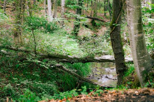 Free Discover a serene forest scene in İstanbul with a peaceful stream meandering through lush greenery. Stock Photo