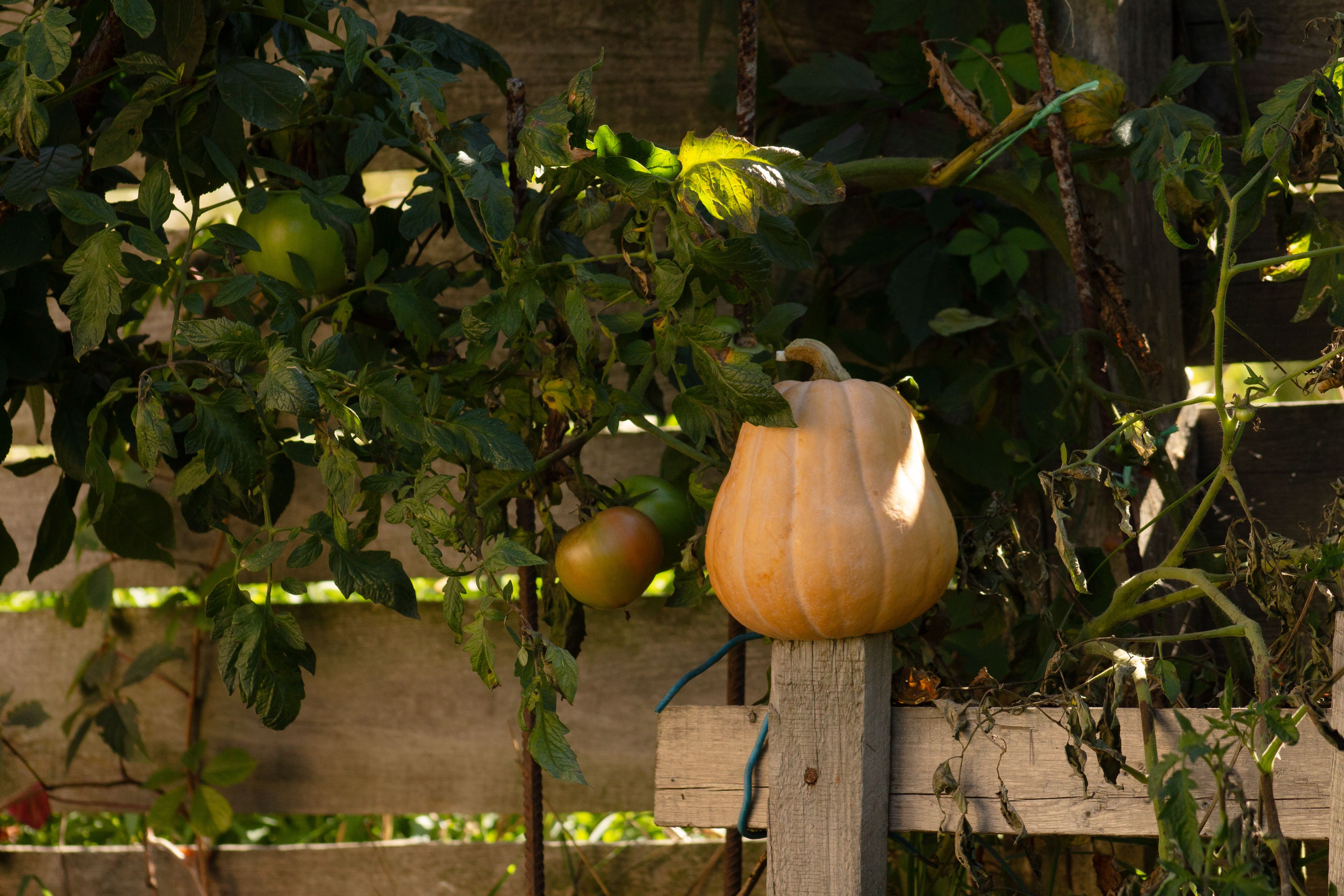 Lutte naturelle contre les maladies du potager en automne 