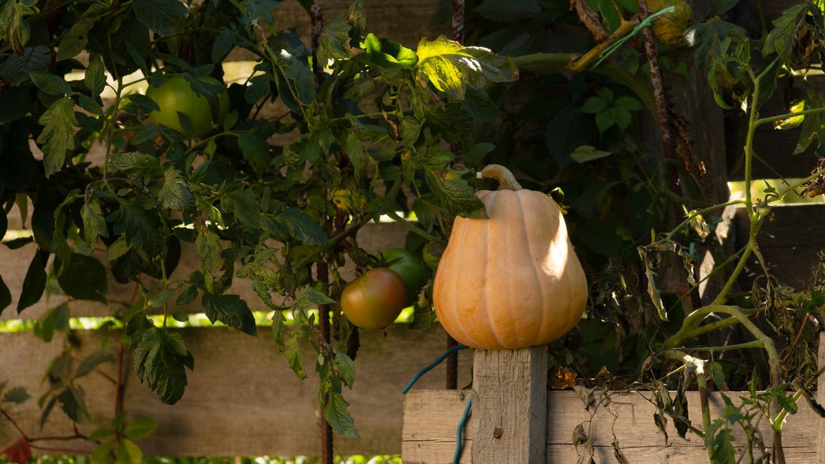 Lutte naturelle contre les maladies du potager en automne