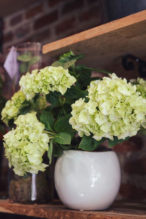 Free Elegant green hydrangeas in a white ceramic vase on a wooden shelf, perfect for home decor. Stock Photo