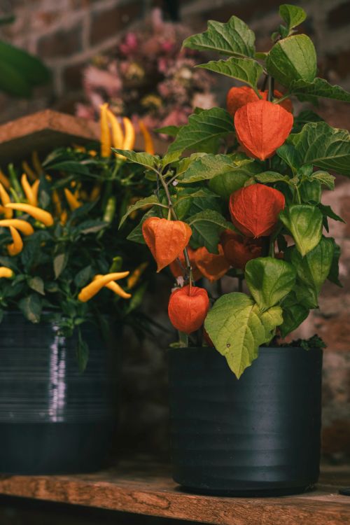 Free Colorful Chinese Lantern plant with bright foliage in a cozy indoor setting. Stock Photo