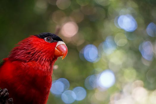 Close-up of a vibrant red parrot with blurred bokeh background, showcasing its striking colors.