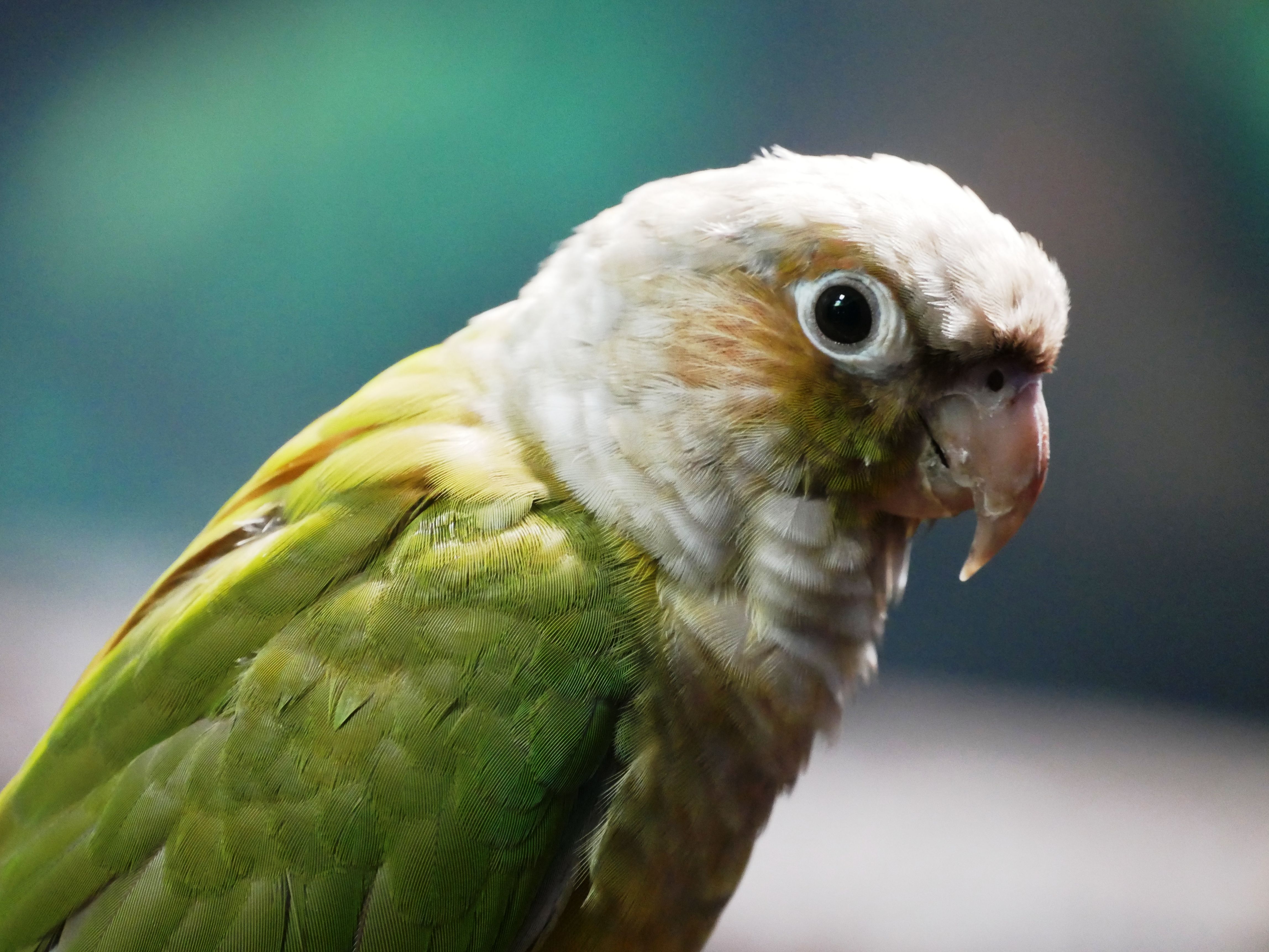 Colorful Green Cheek Conure parrot in detail with soft lighting creating a serene mood.