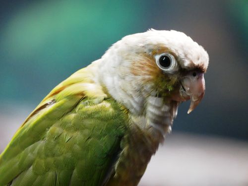 Free Colorful Green Cheek Conure parrot in detail with soft lighting creating a serene mood. Stock Photo