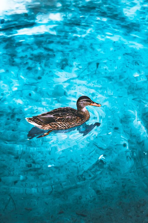 Free A lone duck gracefully swims in bright blue water, capturing serenity. Stock Photo