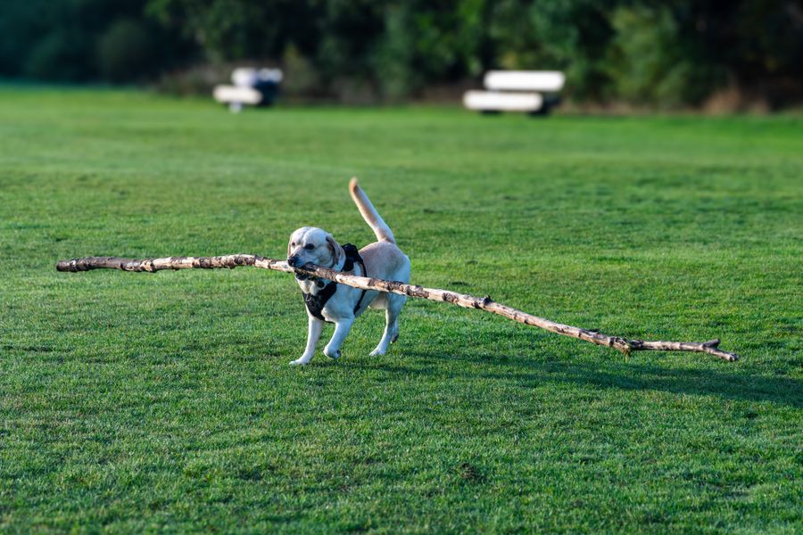 Labrador Retriever playing outdoors with a stick