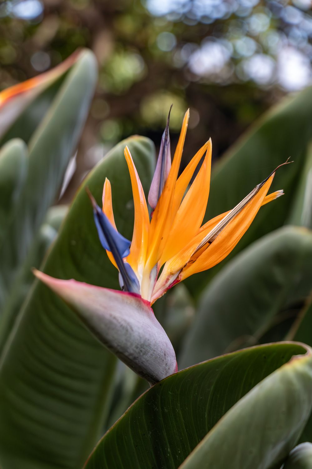 Floarea strelitzia, pasărea paradisului, în grădinile din Funchal