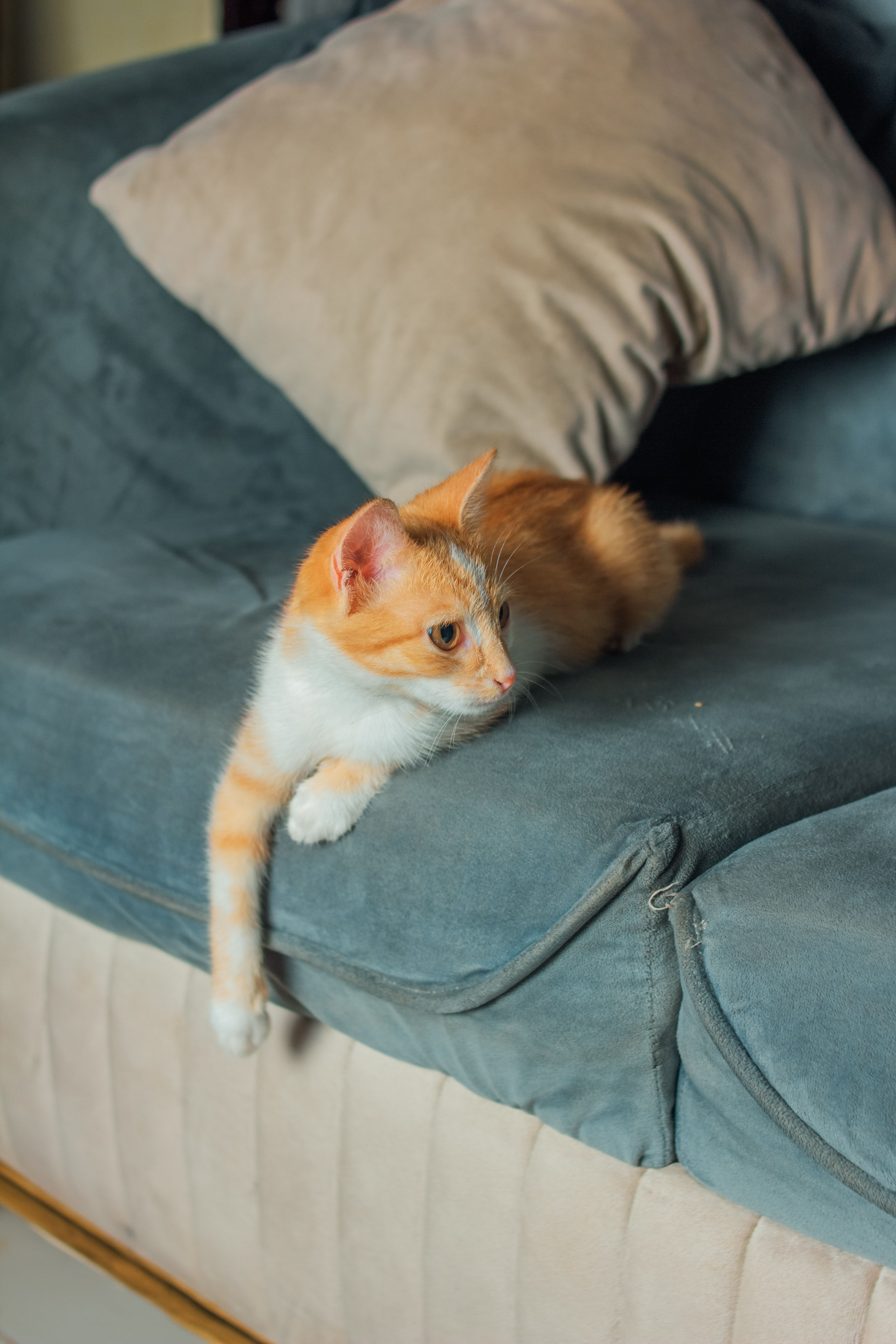 Cute ginger tabby kitten lounging on a blue sofa, indoor setting.