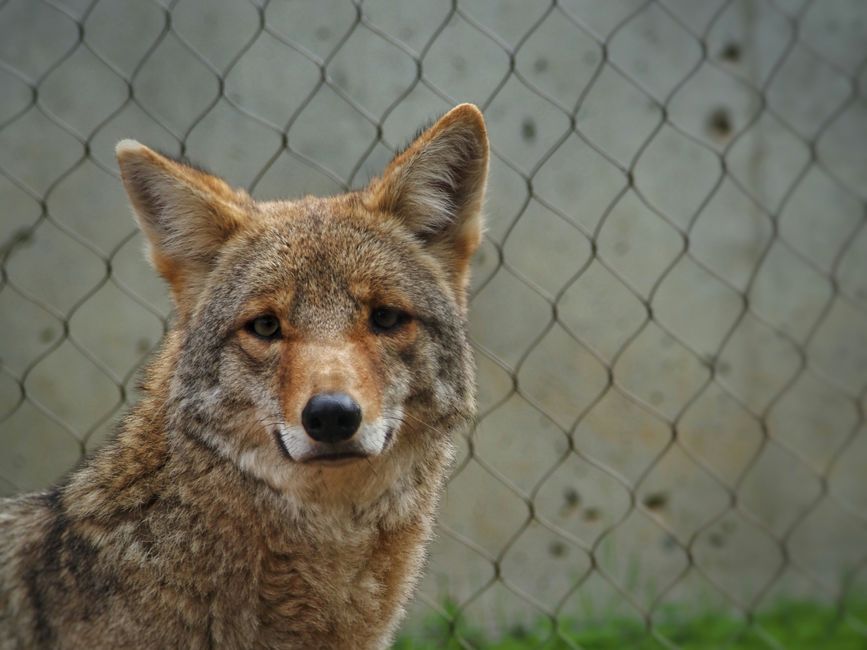 adult coyote clearing a tall residential barrier adult coyote clearing a tall residential barrier