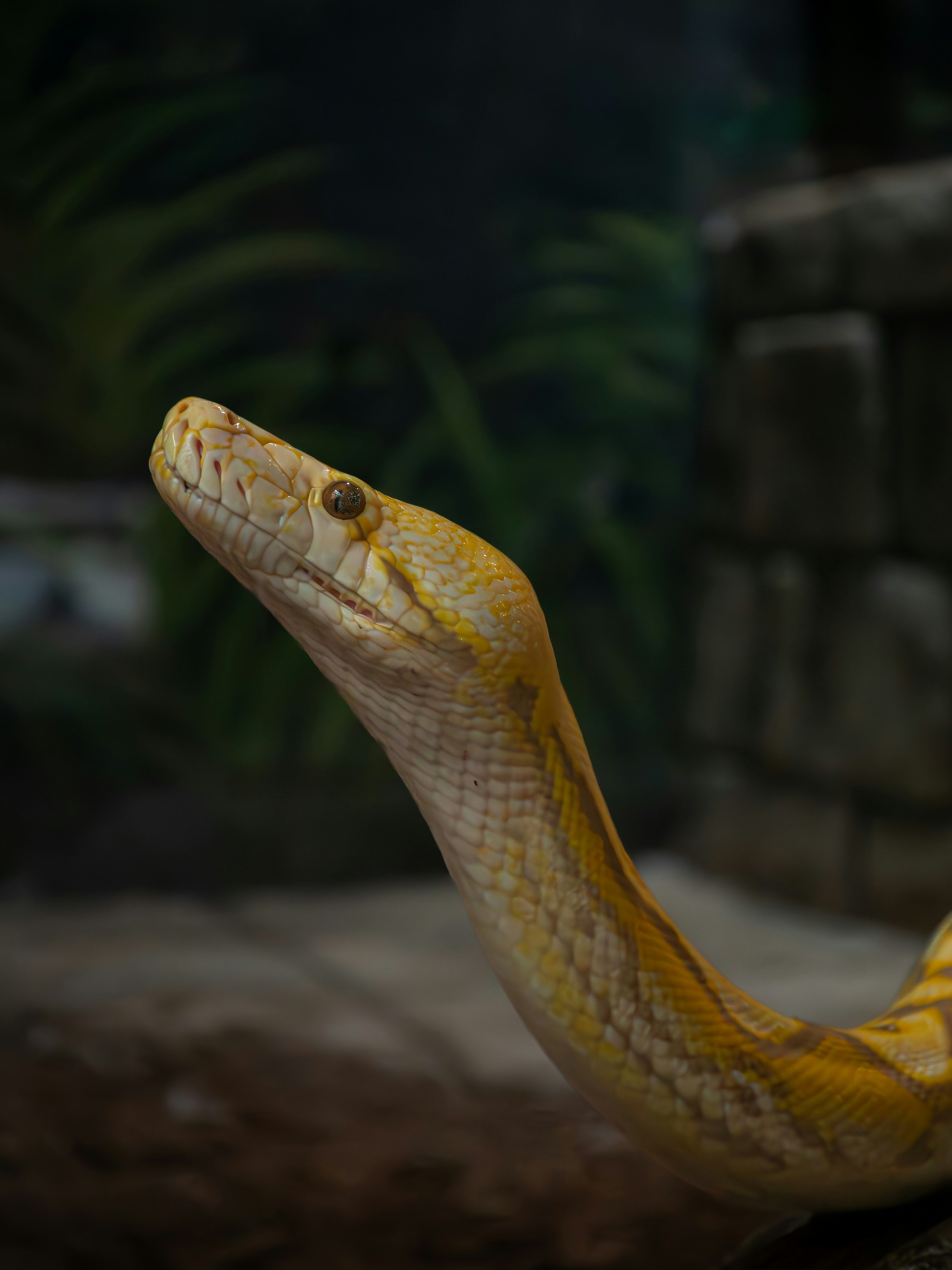 Close-up of an Albino Python in Captivity · Free Stock Photo