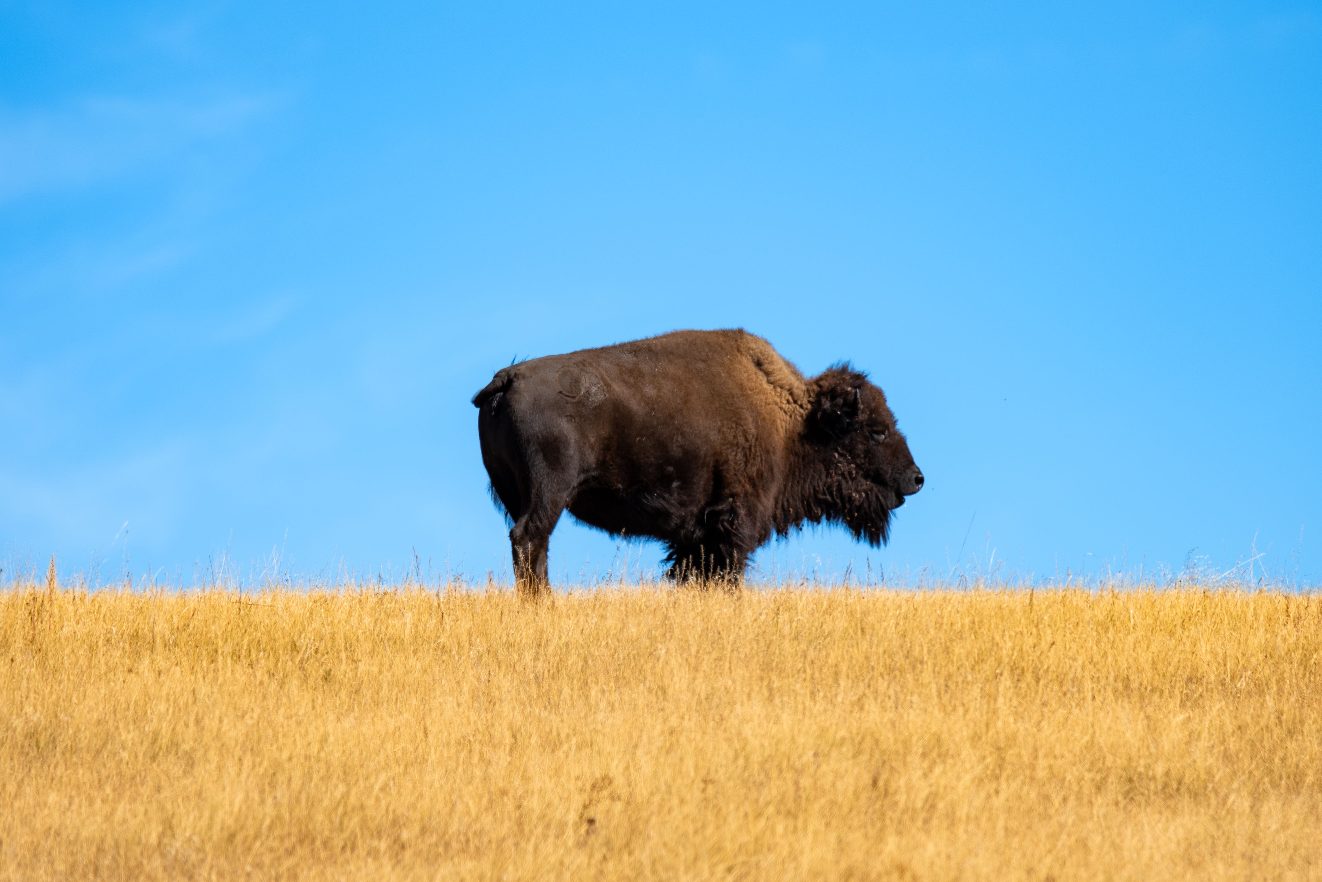 american-bison-grazing-in-south-dakota-prairie-free-stock-photo