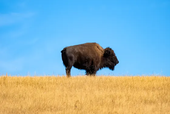 A bison grazing in Theodore Roosevelt National Park, North Dakota