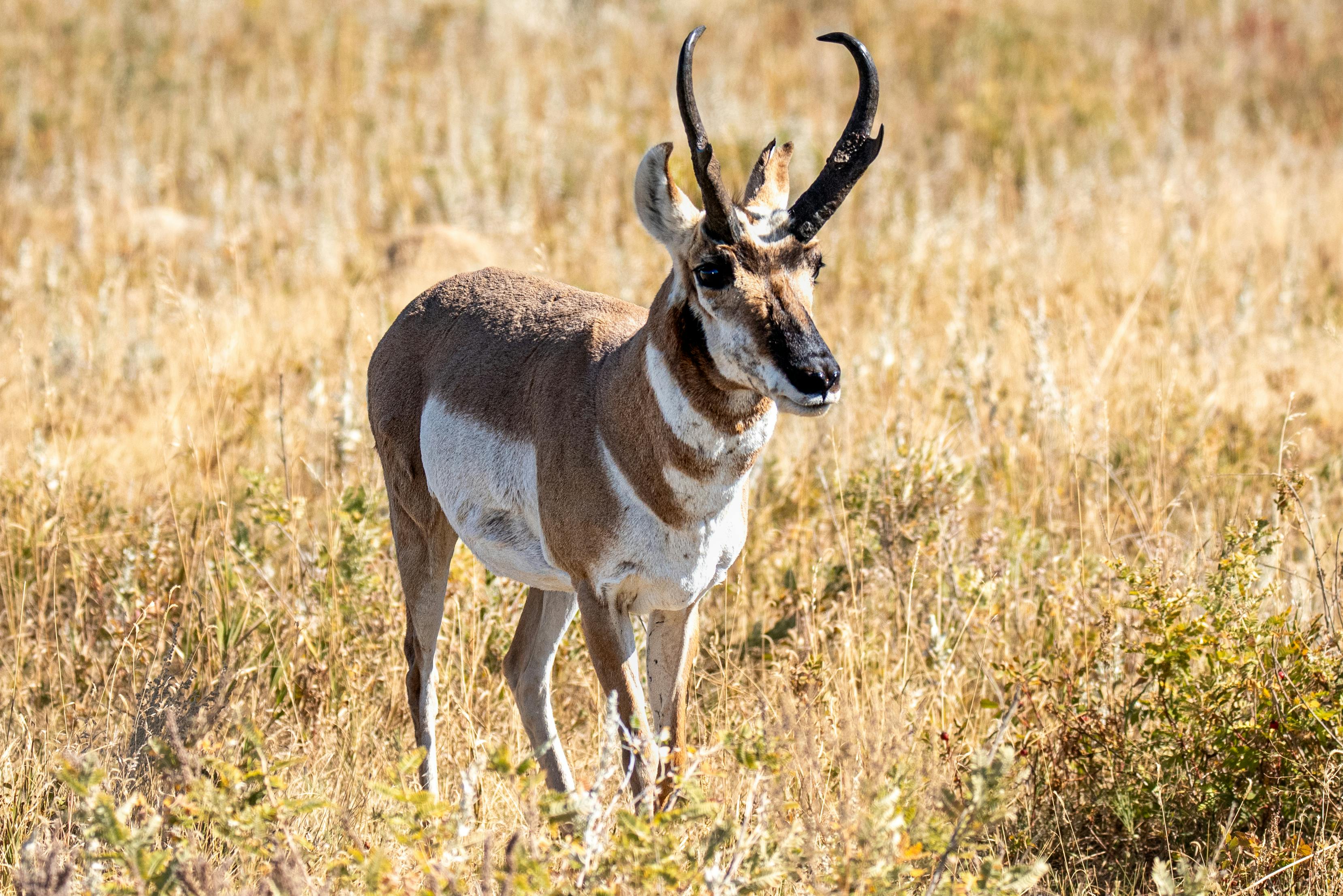 Big Horn Outdoor Adventure Show - Spokane and North Idaho community calendar - The Spokesman — Photo by Mike Lensing on Pexel