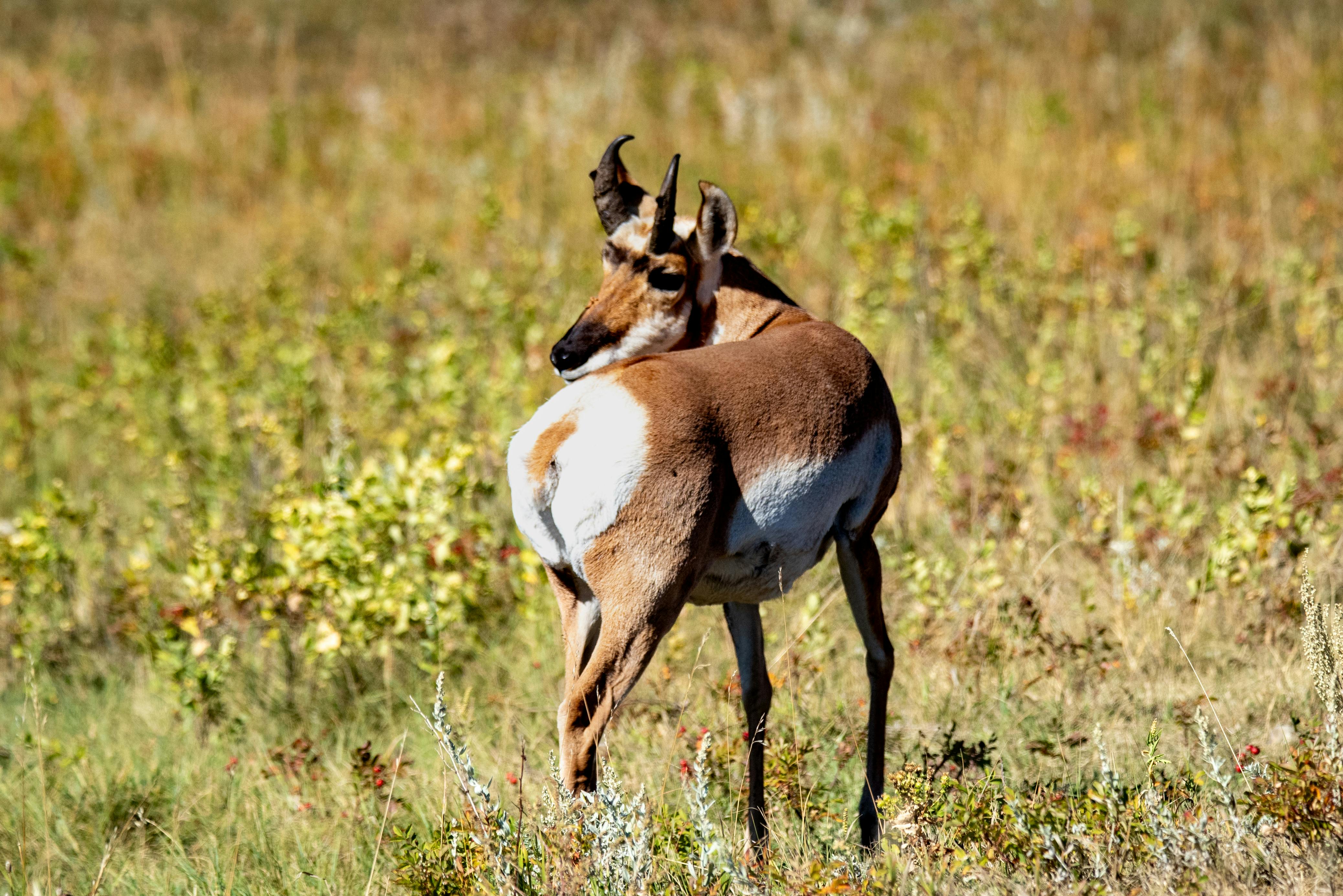 Big Horn Outdoor Adventure Show returns to Spokane — Photo by Mike Lensing on Pexels