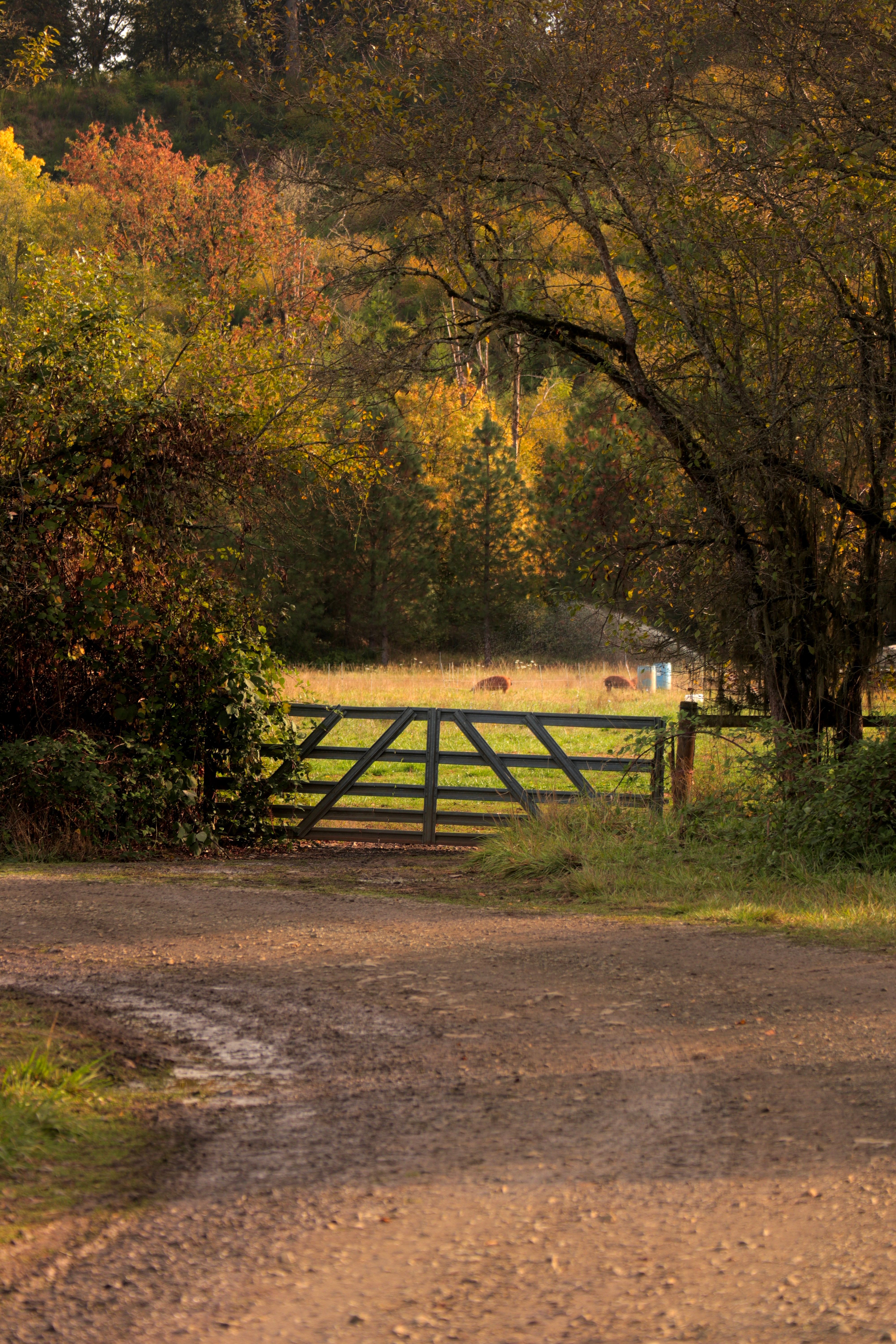 Idyllic Rural Landscape with Rustic Gate in Autumn · Free Stock Photo