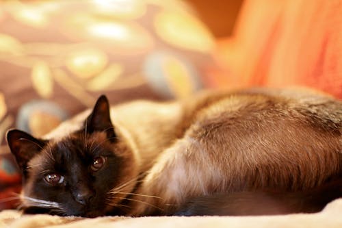 Free Siamese Cat Stock Photo