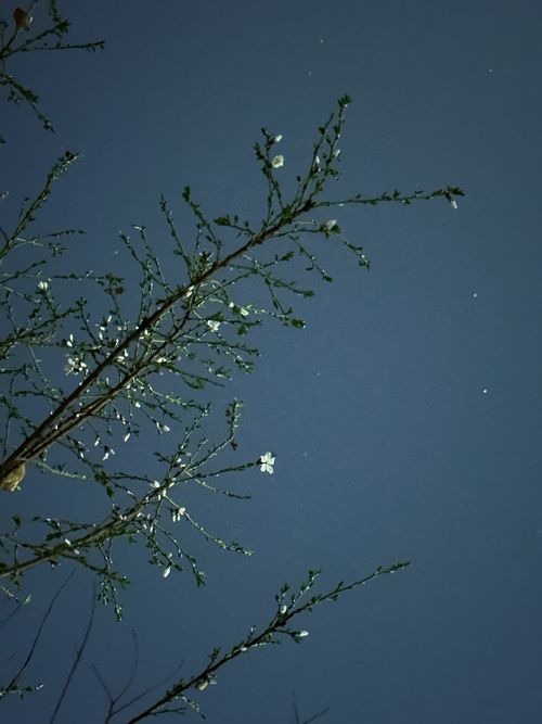 Free tree Stock Photo
