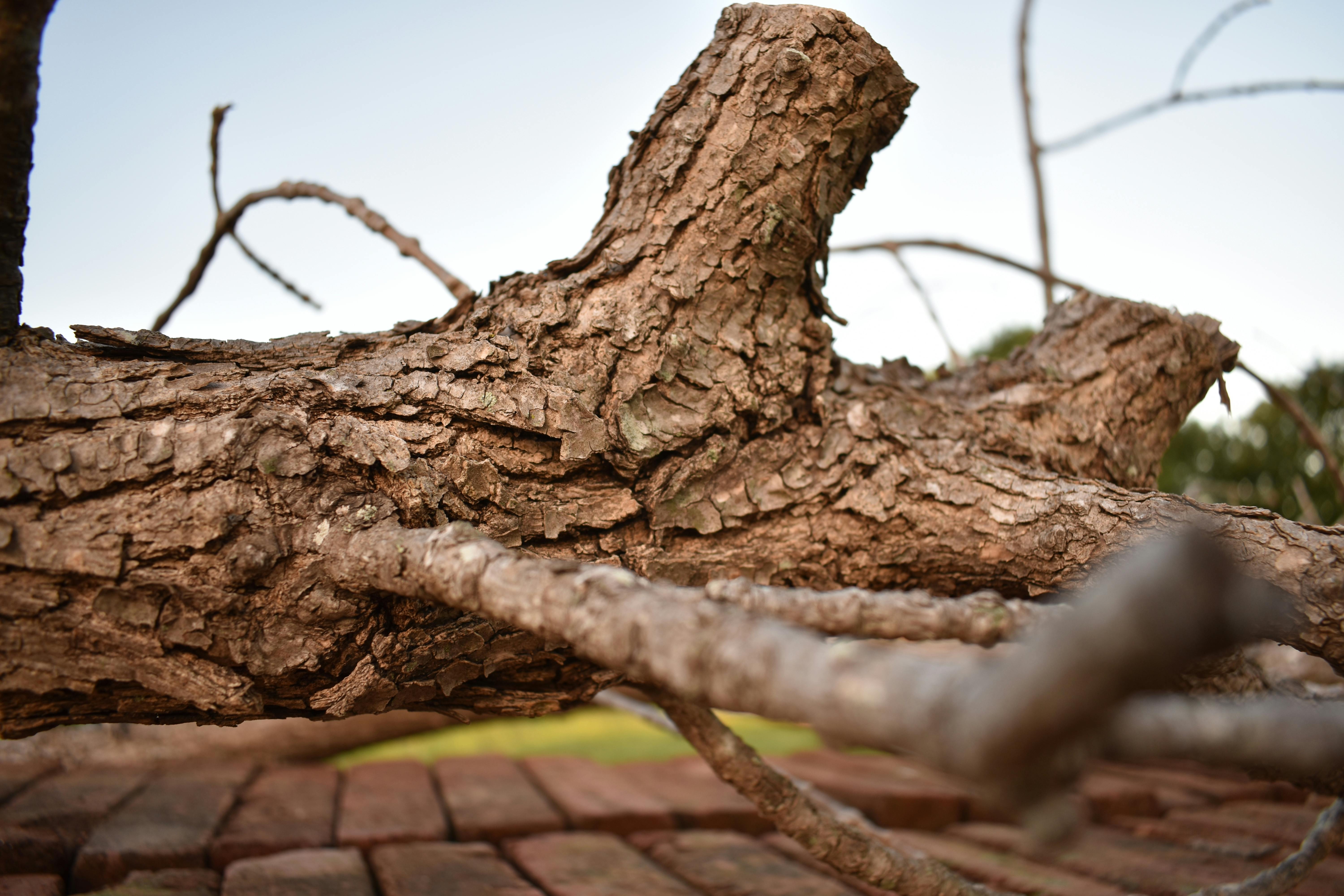 Free stock photo of tree trunk, tree trunks, trunk