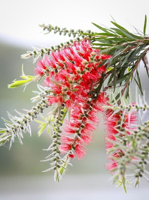Free Stunning close-up of vibrant red bottlebrush flowers against a soft background, capturing nature's delicate beauty. Stock Photo