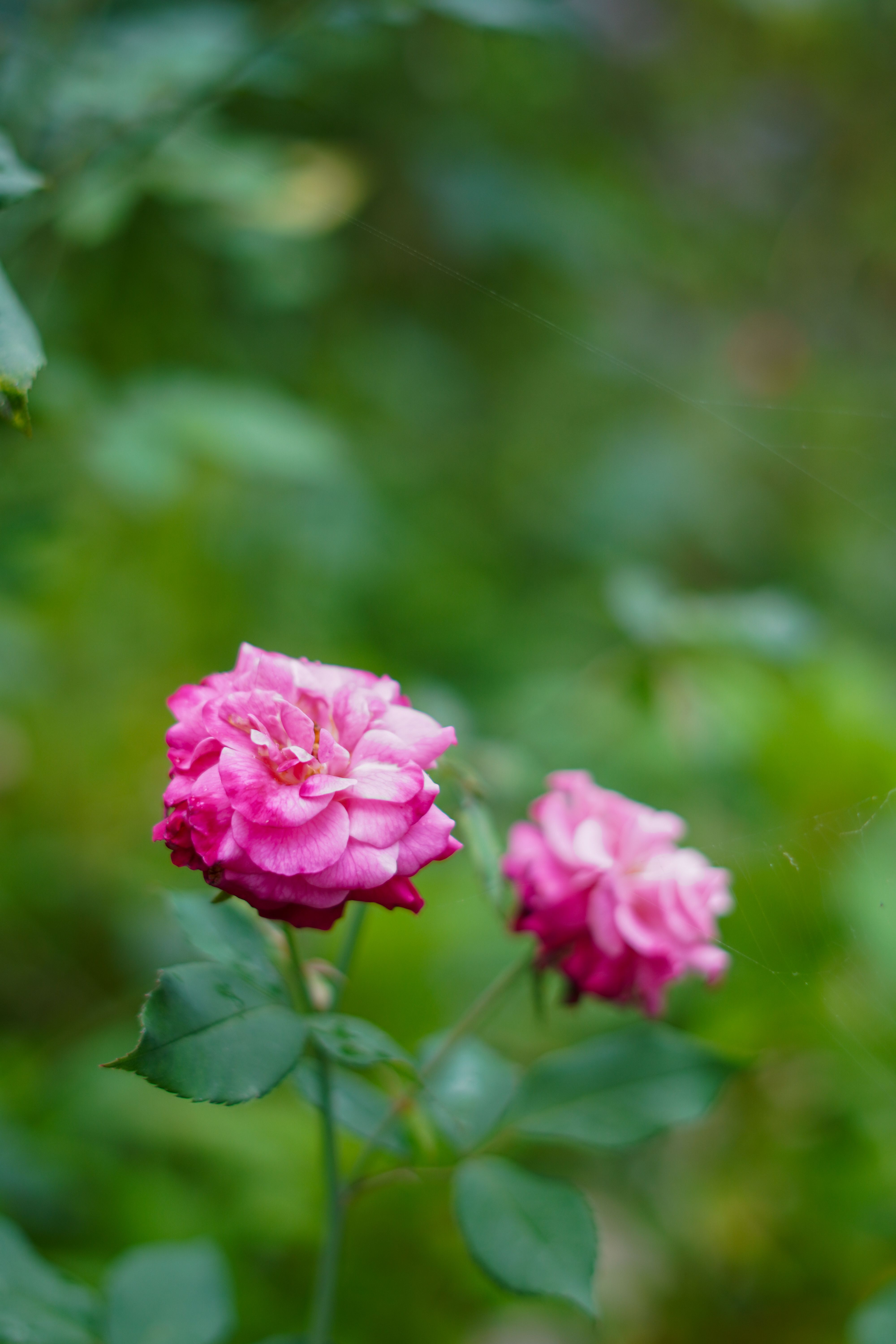 Vibrant Pink Roses in a Lush Garden Setting · Free Stock Photo