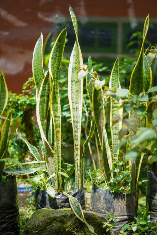 Free Close-up of vibrant Sansevieria plants thriving in a sunlit outdoor garden setting. Stock Photo