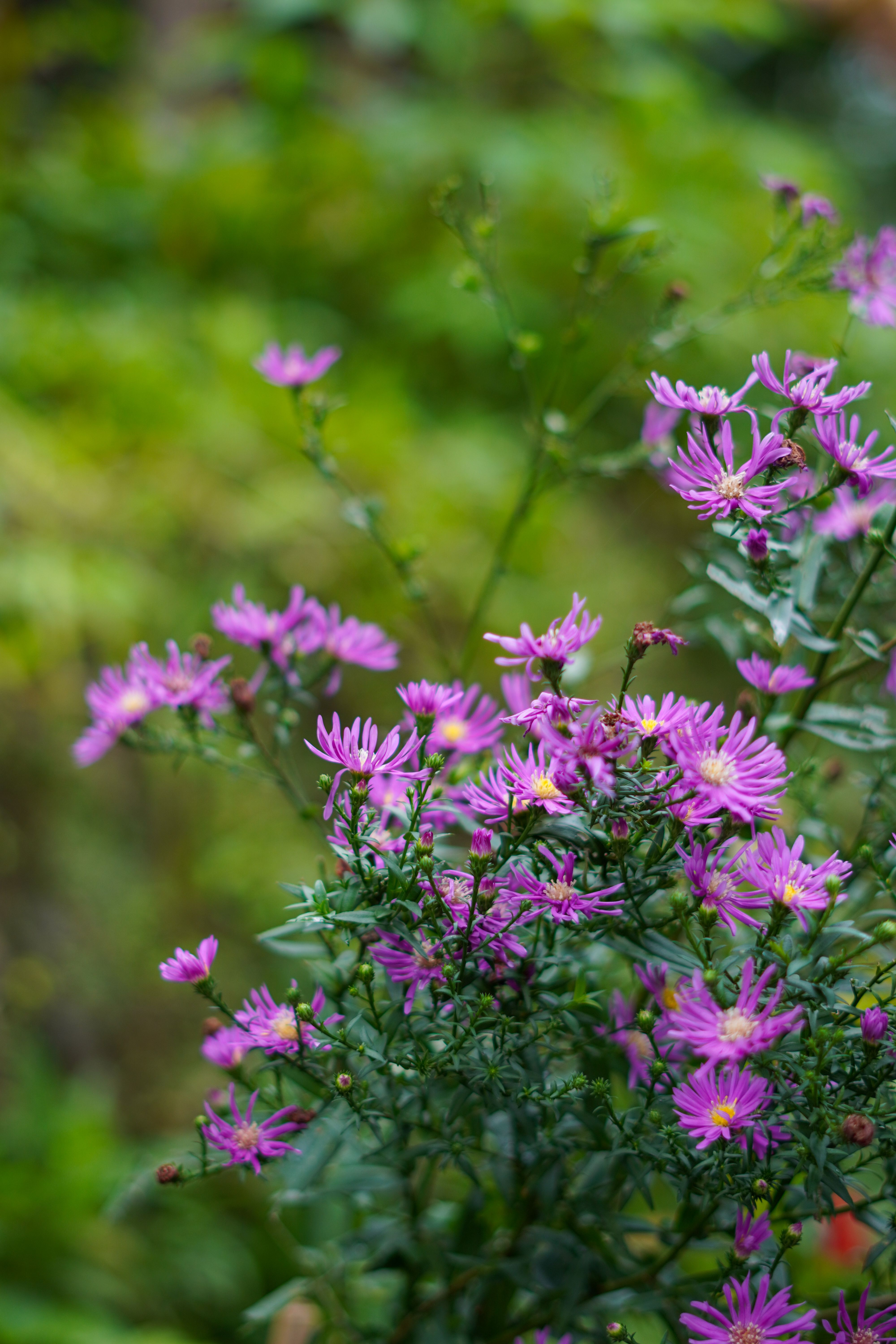 [ColoSach]-a-vivid-close-up-of-purple-asters-blooming-in-a-lush-garden-setting.