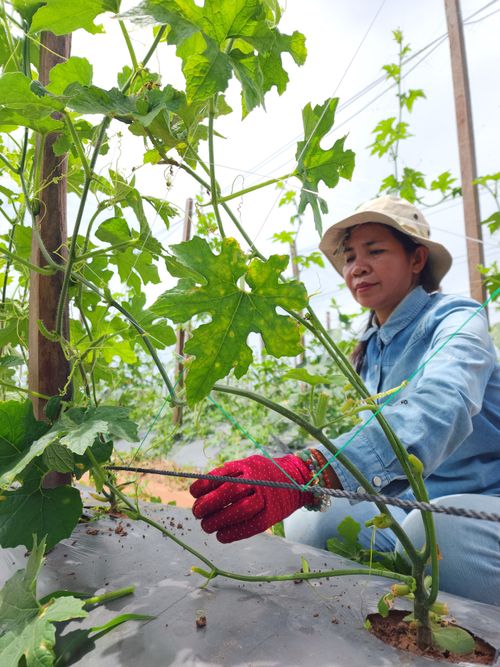 Free Asian woman in a hat tending to vine crops in an outdoor farm setting. Stock Photo