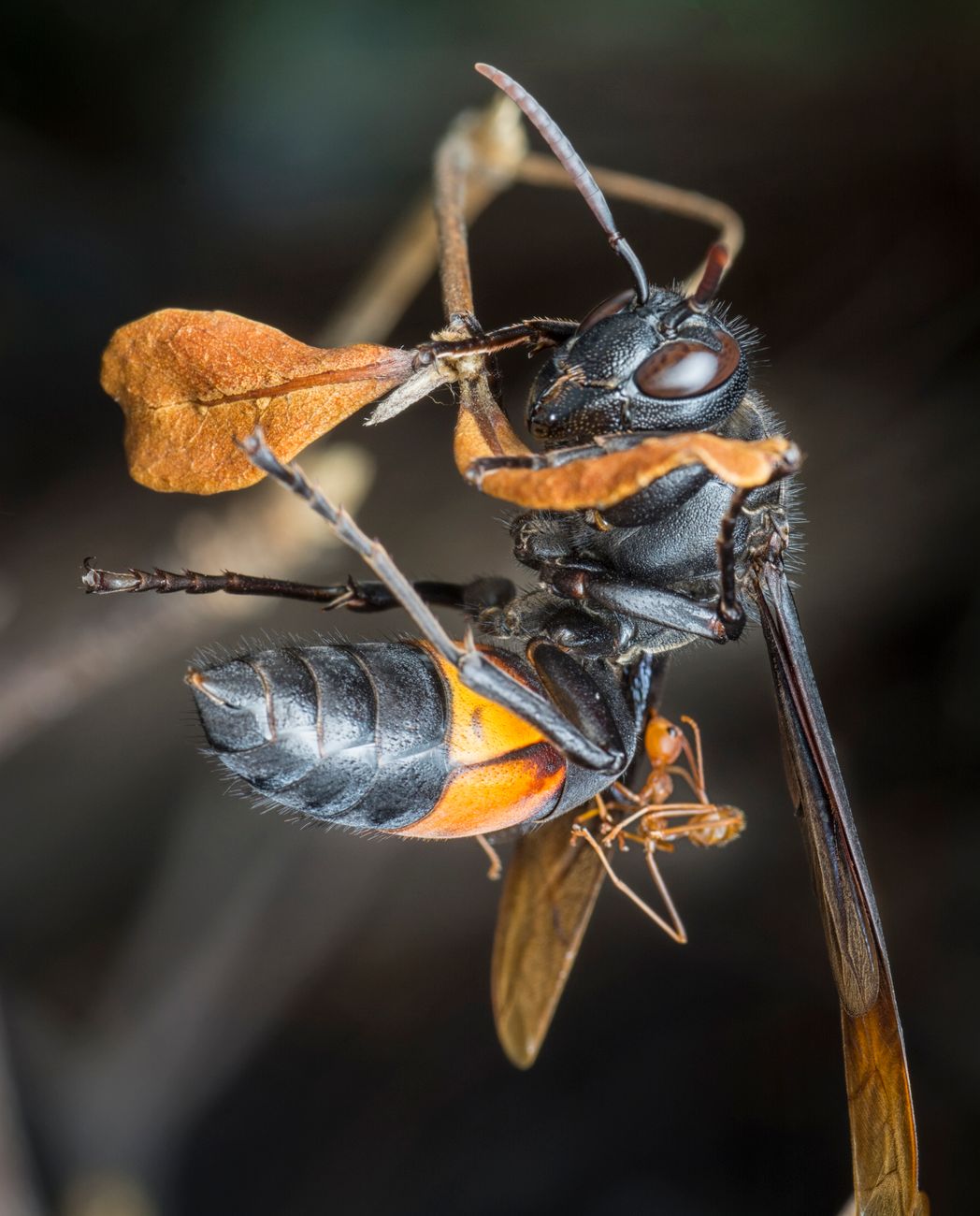 Was für eine Art ist das: Wespe der Familie Evaniidae