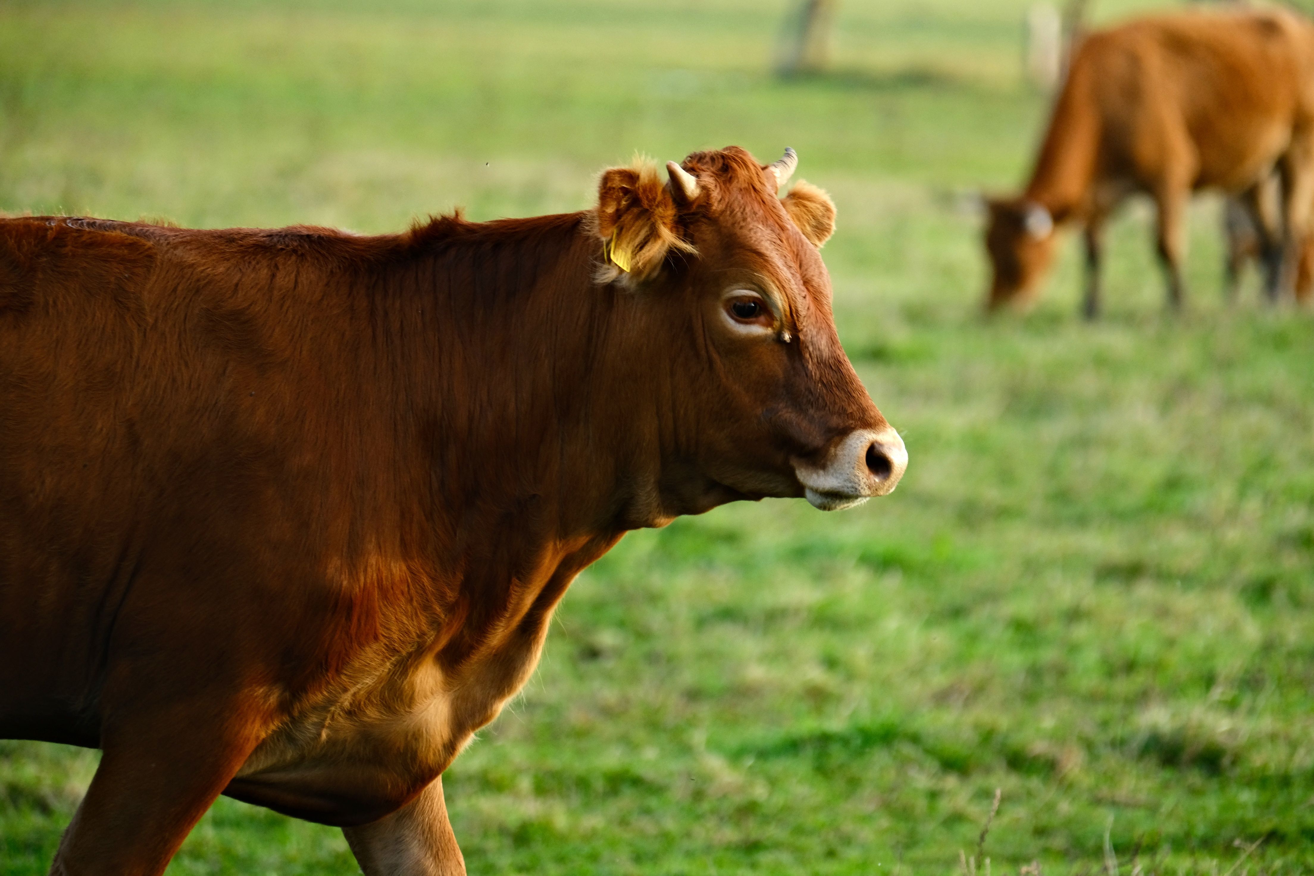 Portrait of a cow at a veterinary clinic